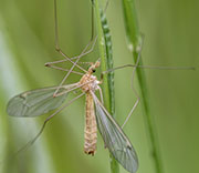 Flying Insects
